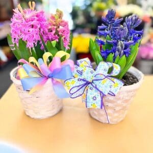 Potted pink and purple hyacinths in baskets