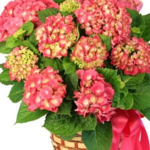 Pink hydrangeas in wicker basket with ribbon