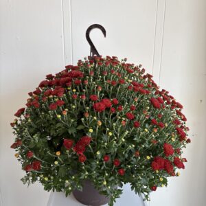 Large Potted Mum
