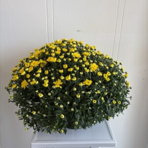 Small Potted Mum