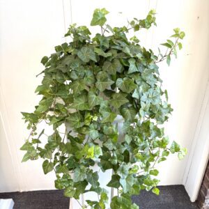 Potted Ivy