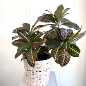 Croton