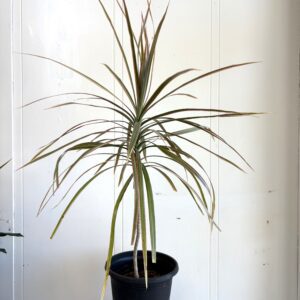 Red Edged Dracaena