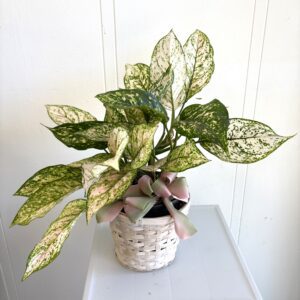 Aglaonema